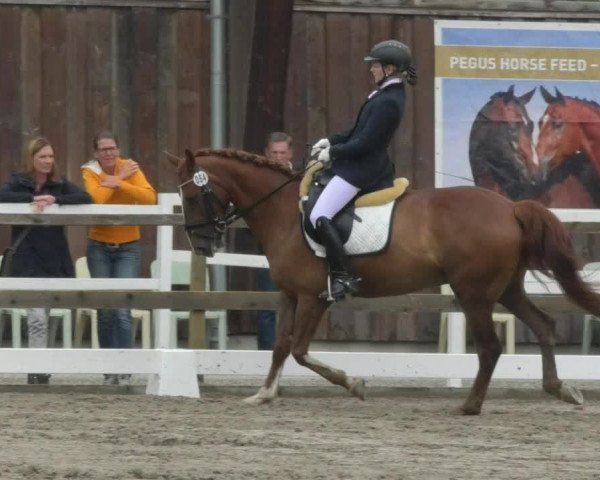 Reitturnier Pellheim-Gerblhof 2018
