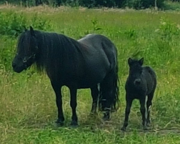 Zuchtstute Sensation van Stal Brammelo (Shetland Pony, 2002, von Libero W van de Hertraksestraat)