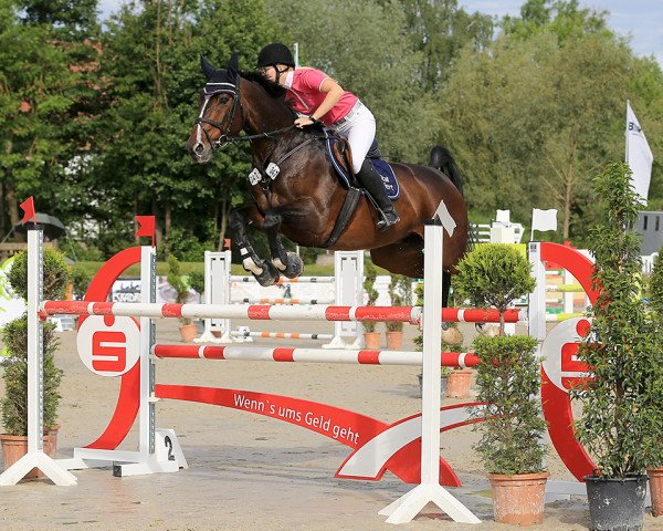 Springpferd Christallo 3 (Westfale, 2008, von Cosmo-Pilot)