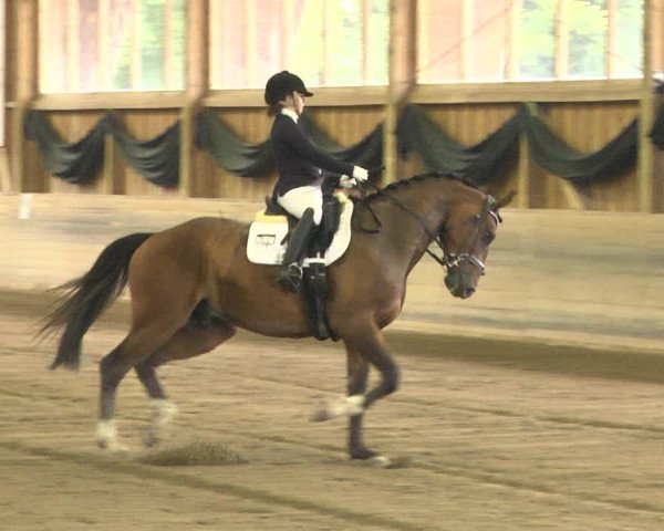 Reitturnier Pellheim-Gerblhof 2018