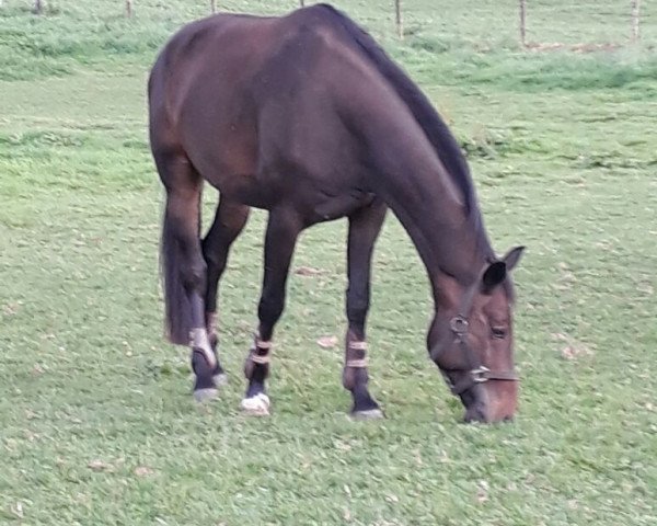 dressage horse Ferry B (Westphalian, 2012, from Feedback 16)