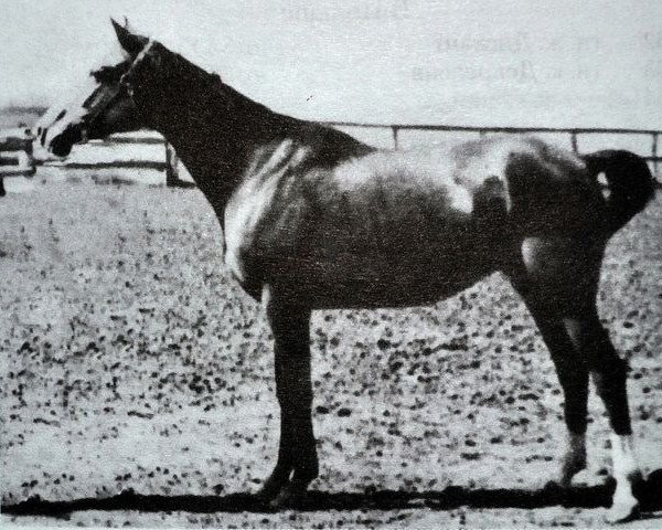 Zuchtstute Diagramma (Russisch Trakehner, 1952, von Diabas xx)