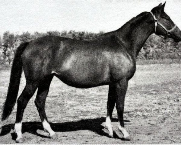 broodmare Horoshaia (Russian Trakehner, 1972, from Ostrjak 9) broodmare Horoshaia (Russian Trakehner, 1972, from Ostrjak 9)