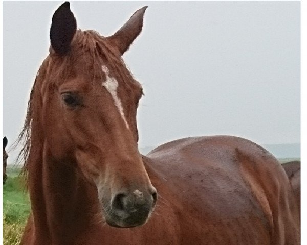 broodmare Sina (Westphalian, 2013, from Sir Fidergold)