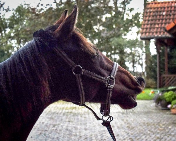 Pferd Lord Levano (Oldenburger, 2016, von Lord Cassini)