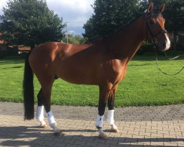 Springpferd Ben Barcley (Westfale, 2013, von Belissimo NRW)