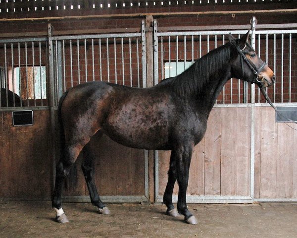 Springpferd Ferlie (Westfale, 2004, von Fiano)