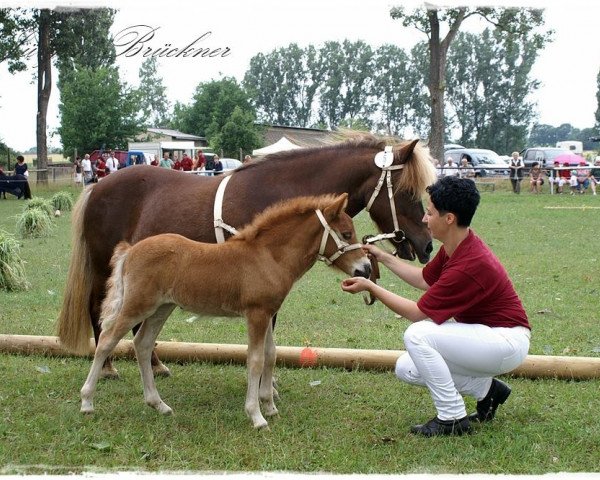 Pferd Stute (Shetland Pony, 2016, von Isidor PrH*) Pferd Stute (Shetland Pony, 2016, von Isidor PrH*)