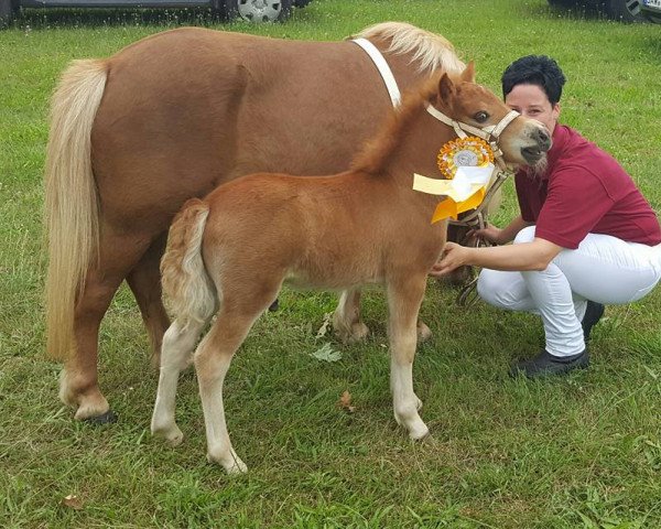 Pferd Hengst (Shetland Pony, 2016, von Isidor PrH*)
