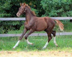broodmare Lulu CD (Hanoverian, 2017, from Light my Fire)