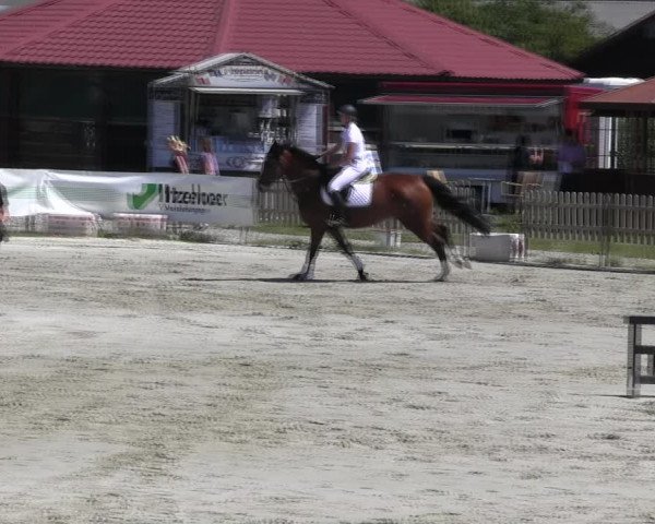 Reitturnier Schülp / Rendsburg 2018