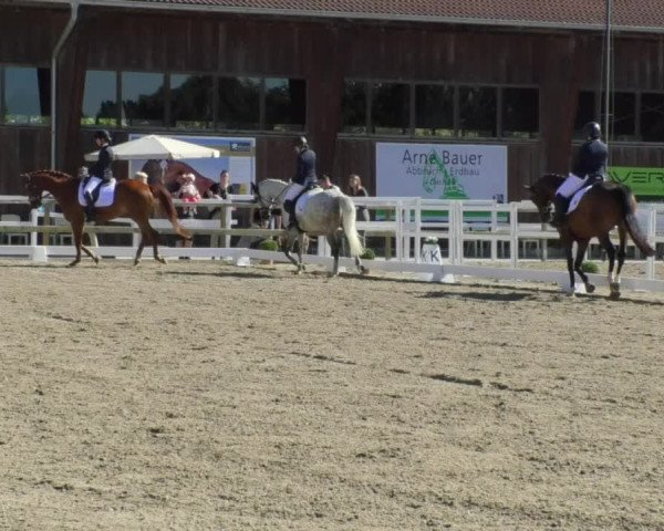 Reitturnier Pellheim-Gerblhof 2018