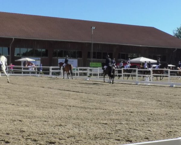 Reitturnier Pellheim-Gerblhof 2018