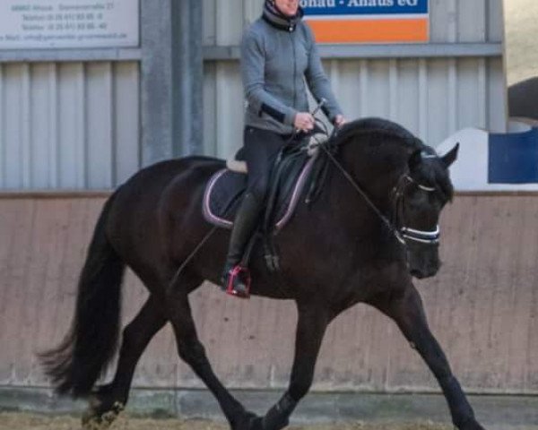 dressage horse Betsy 9 (Friese, 2008, from Jillis) dressage horse Betsy 9 (Friese, 2008, from Jillis)