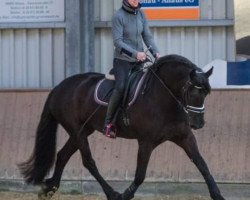 dressage horse Betsy 9 (Friese, 2008, from Jillis)
