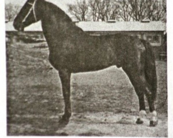 stallion Aceton (Holsteiner, 1967, from Aldato)