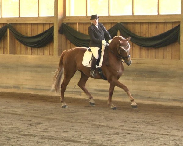 Reitturnier Pellheim-Gerblhof 2018