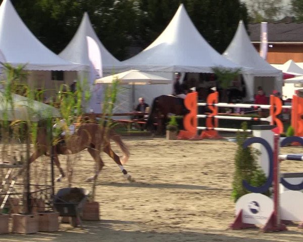 Equus Colonius - Reitanlage Brüse Köln 2021