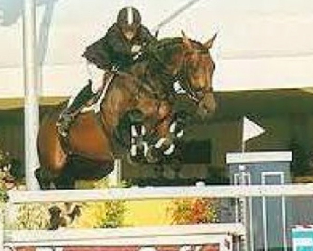 Deckhengst Ishan du Cerisier (KWPN (Niederländisches Warmblut), 1990, von Wellington)