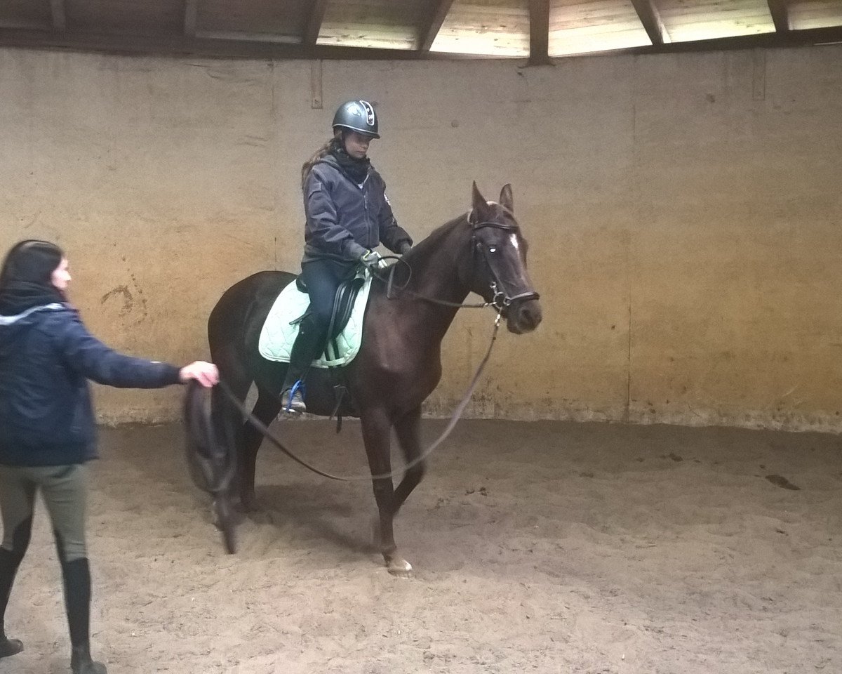 broodmare Pia (German Riding Pony, 2003, from Pernod)