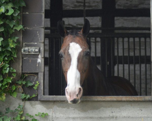 Pferd Rosebud 6 (Westfale, 1997, von Ragazzo)