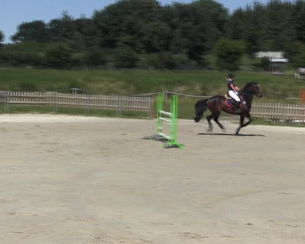 Reitturnier Schülp / Rendsburg 2018