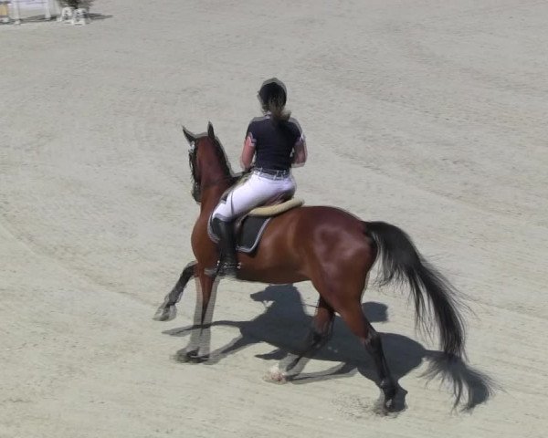 Reitturnier Ingolstadt-Hagau KPVI-Meisterschaft 2018