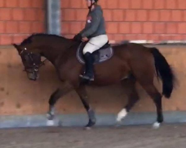 dressage horse Lacadius (Bavarian, 2013, from Last Mans Hope)