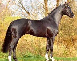 Deckhengst Hampton (Hannoveraner, 2004, von His Highness)