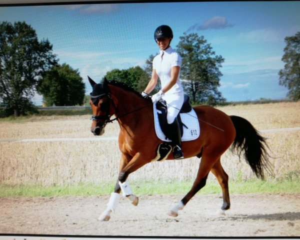 Dressurpferd Nobelisk (Deutsches Reitpony, 2011, von Nemax)
