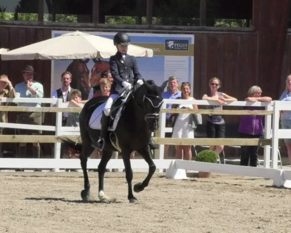 Reitturnier Pellheim-Gerblhof 2018