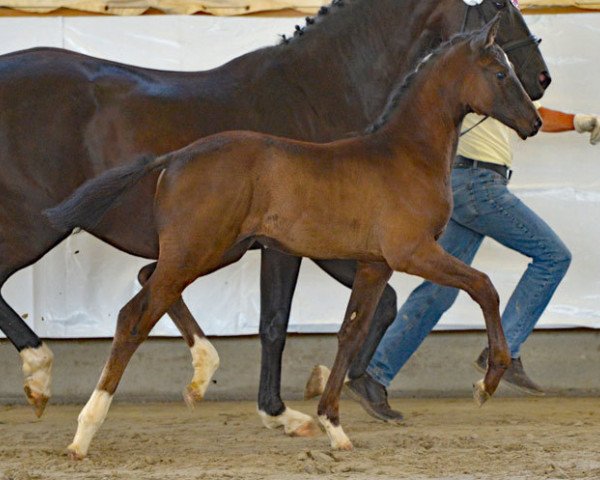 dressage horse Farah (Hanoverian, 2017, from Finest)