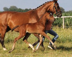 dressage horse Fidelio (Hanoverian, 2017, from Finest)