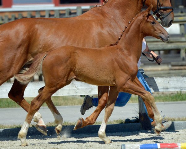 broodmare Quintana (Hanoverian, 2017, from Quaterhall)