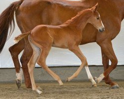 horse Chimaira (Hanoverian, 2017, from Carridam)