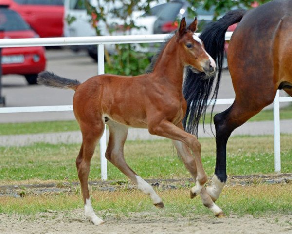 jumper Manfred 39 (Hanoverian, 2017, from Monte Bellini)