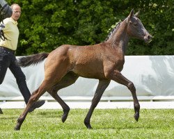 horse Vielia (Hanoverian, 2017, from Viscount 22)