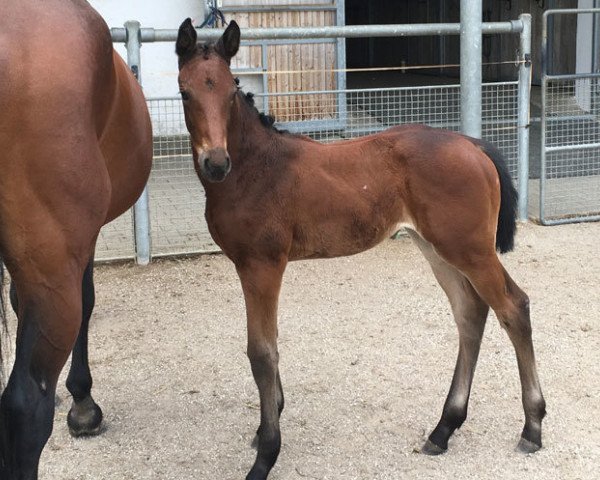 jumper Lolita 263 (Hanoverian, 2017, from Lord Pezi Junior)