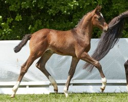 stallion Casino Royal (Oldenburg show jumper, 2010, from Christ)