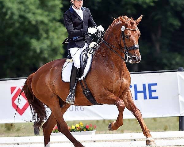 dressage horse Don Henry 10 (Hanoverian, 2008, from Don Henrico)