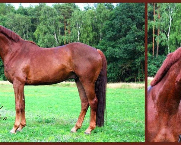 dressage horse Sam van Schotten (Hanoverian, 2010, from Swarovski)
