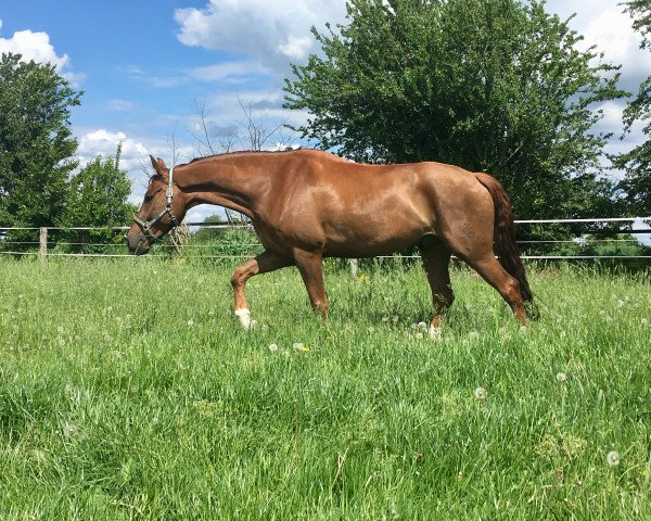dressage horse Verreros (Westphalian, 2012, from Vitalis)