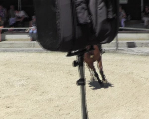 Reitturnier Ingolstadt-Hagau KPVI-Meisterschaft 2018