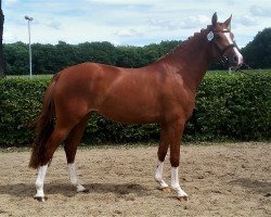Zuchtstute Cosmic Lady (Deutsches Reitpony, 2014, von Cosmopolitan NRW)