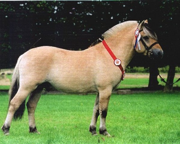 stallion Birk Halsnæs (Fjord Horse, 1996, from Pikant Halsnæs ) stallion Birk Halsnæs (Fjord Horse, 1996, from Pikant Halsnæs )