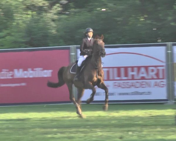 Reitturnier Wil 2018