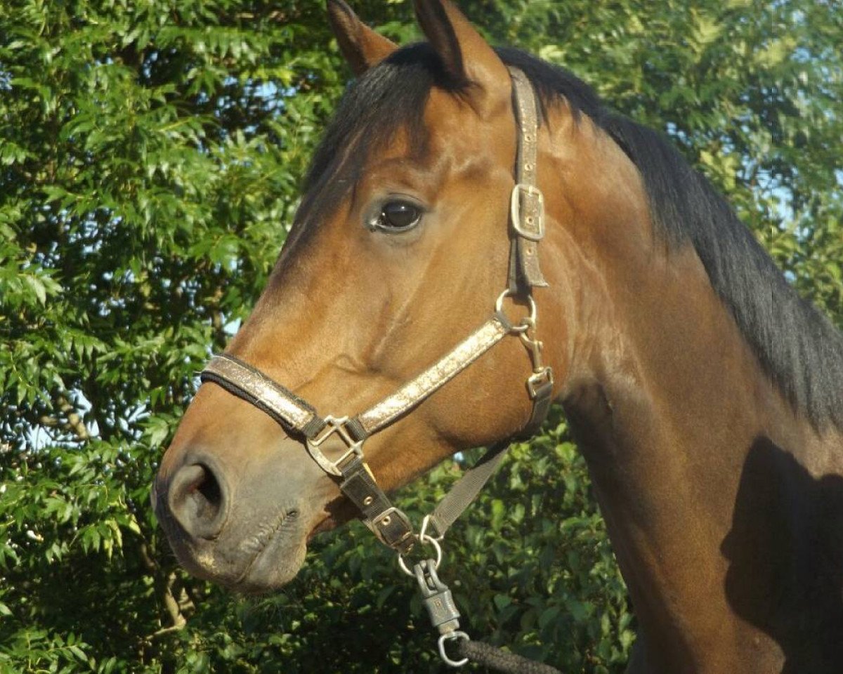 horse Van Django (Hanoverian,  , from Viscount 22)