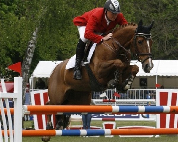jumper AK'S Anima (Norwegian Warmblood, 1995, from Animo)