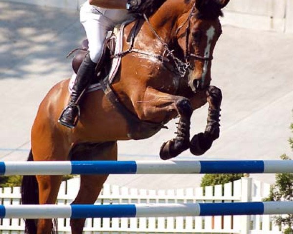 horse Riverside Gypsey (Irish Sport Horse, 1996, from Coevers Diamond Boy)