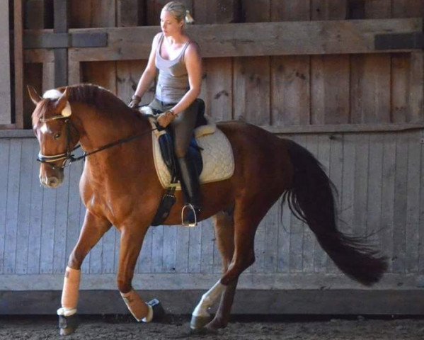 horse Fussel (Hanoverian, 2011, from For Compliment)